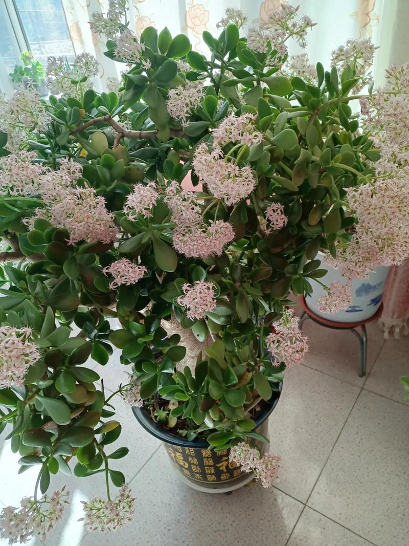 玉树什么品种开花最漂亮？-第1张图片-宁夏农业信息网