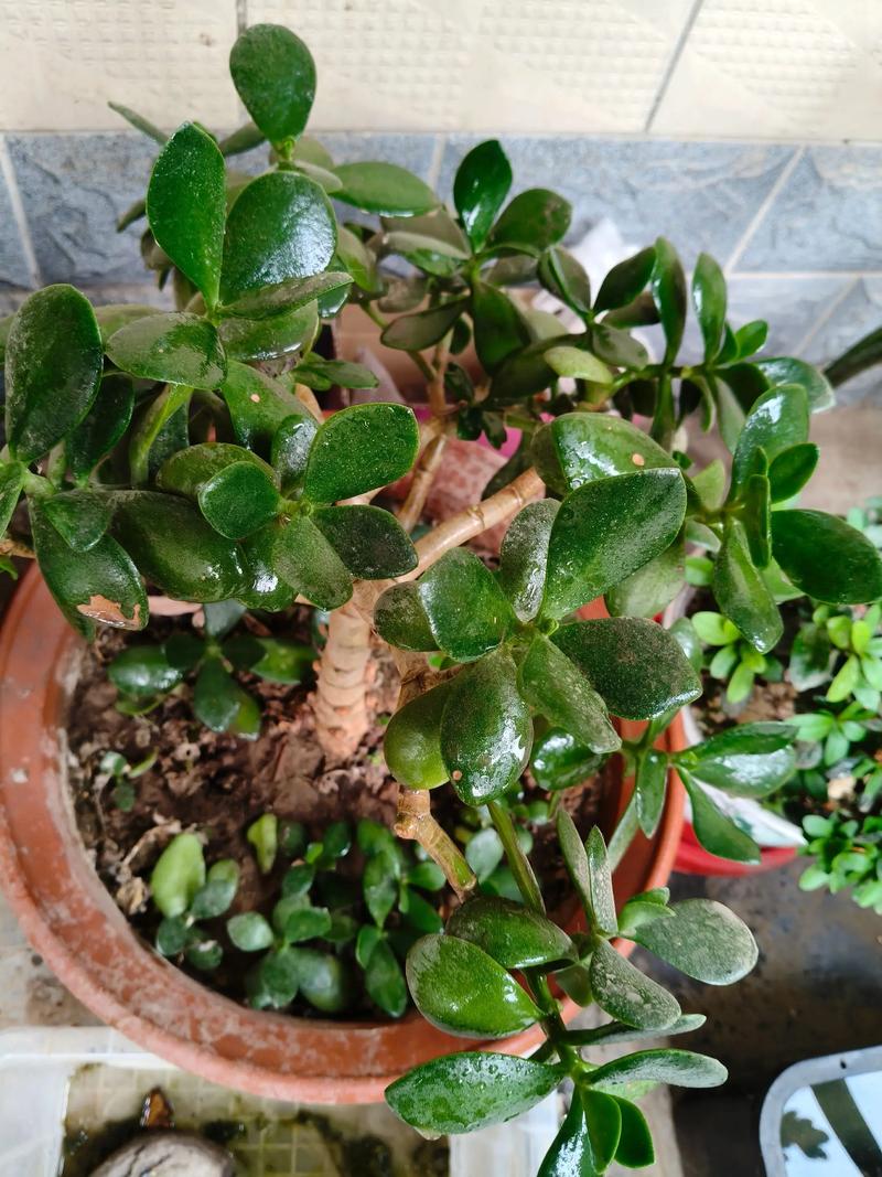 玉树什么品种开花最漂亮？-第2张图片-宁夏农业信息网