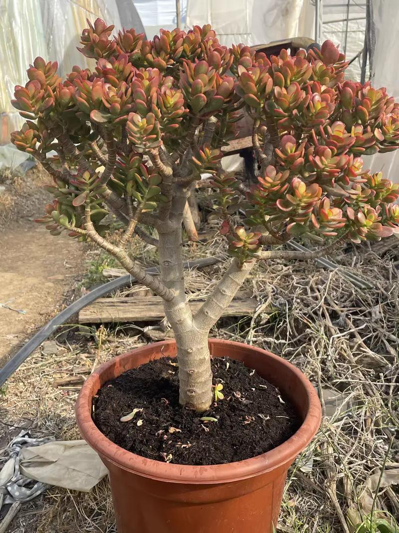 玉树什么品种开花最漂亮？-第3张图片-宁夏农业信息网