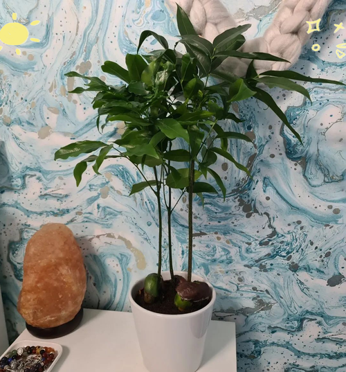 元宝树怎么种?种植技巧有哪些?-第1张图片-宁夏农业信息网 元宝树怎么种?种植技巧有哪些?-第1张图片-宁夏农业信息网