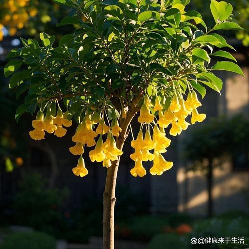 元宝树怎么种?种植技巧有哪些?-第2张图片-宁夏农业信息网 元宝树怎么种?种植技巧有哪些?-第2张图片-宁夏农业信息网