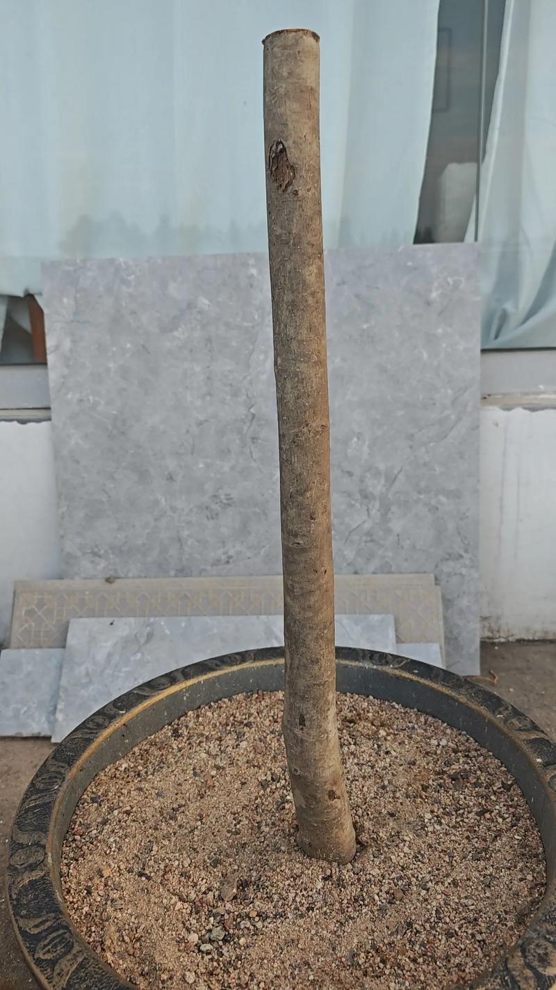 元宝树怎么种?种植技巧有哪些?-第3张图片-宁夏农业信息网 元宝树怎么种?种植技巧有哪些?-第3张图片-宁夏农业信息网