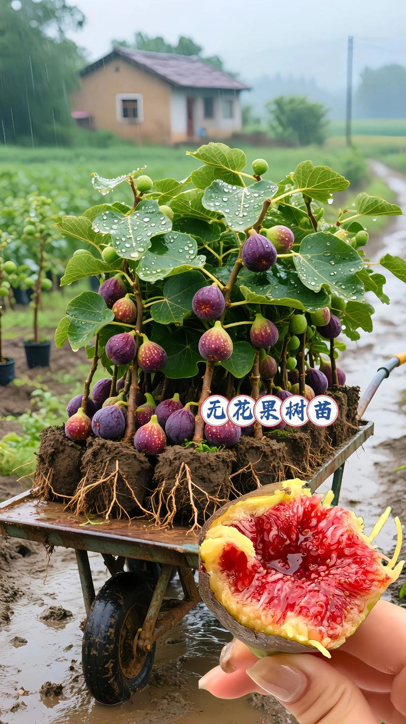 无花果哪个品种最好种？-第1张图片-宁夏农业信息网
