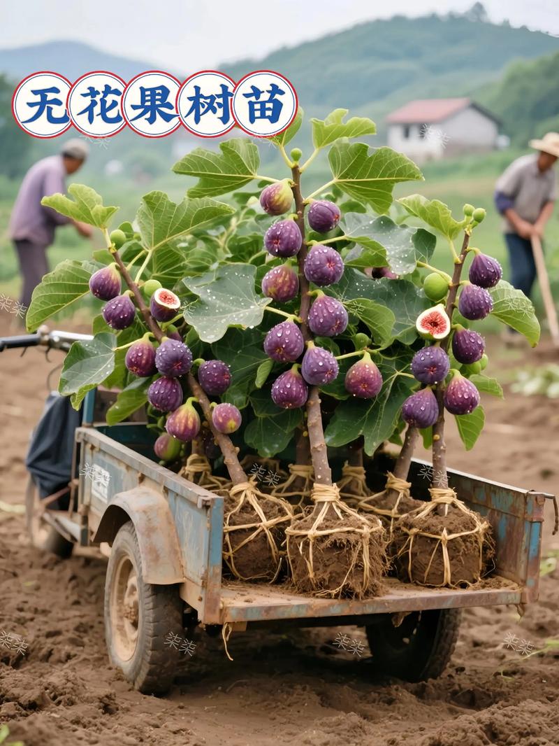 无花果哪个品种最好种？-第2张图片-宁夏农业信息网