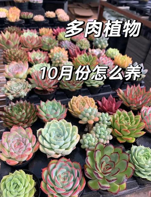 肉肉花怎么养？附图片欣赏技巧-第1张图片-宁夏农业信息网