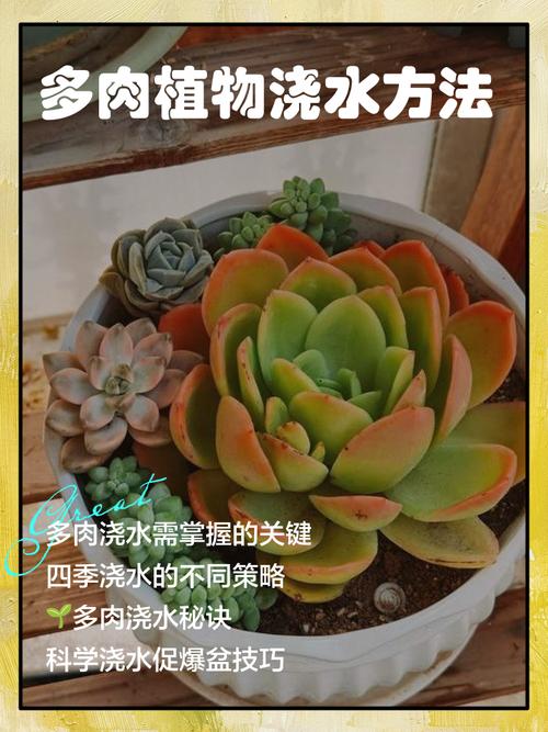 肉肉花怎么养？附图片欣赏技巧-第2张图片-宁夏农业信息网