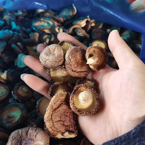 哪种干香菇品种最好？-第1张图片-宁夏农业信息网