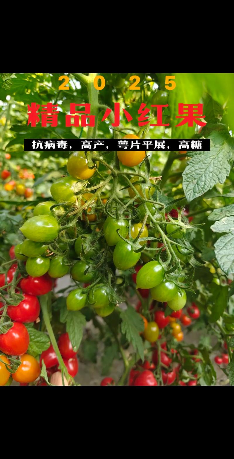 小圣女果哪个品种产量最高？-第1张图片-宁夏农业信息网