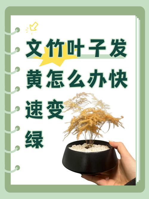 文竹叶黄怎么办？快速解决方法有哪些？-第2张图片-宁夏农业信息网