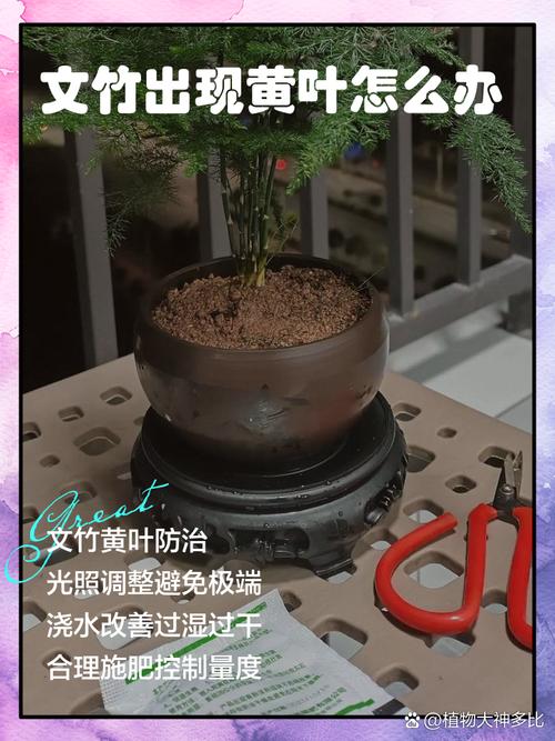 文竹叶黄怎么办？快速解决方法有哪些？-第3张图片-宁夏农业信息网