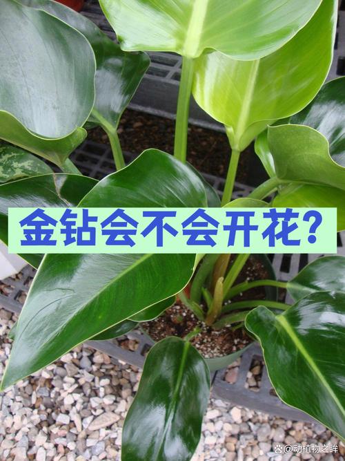 金钻怎么养？图片养殖方法全解析-第2张图片-宁夏农业信息网