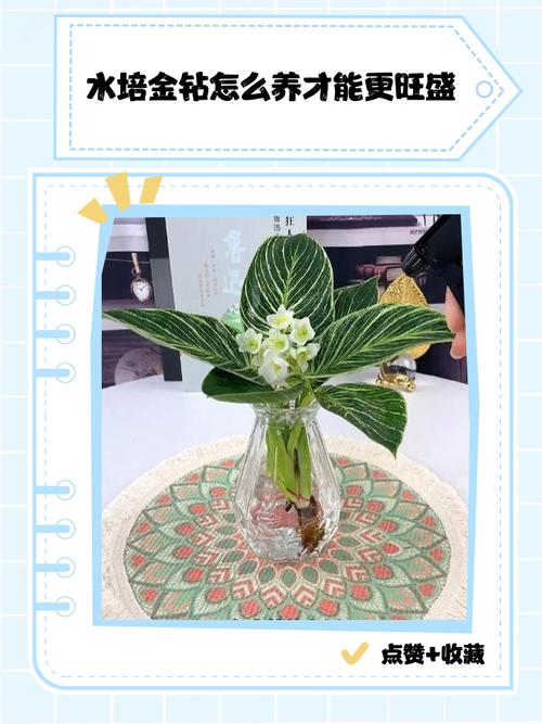 金钻怎么养?图片养殖方法全解析-第3张图片-宁夏农业信息网 金钻怎么养?图片养殖方法全解析-第3张图片-宁夏农业信息网