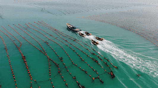 世界水产养殖发展动态-第2张图片-宁夏农业信息网