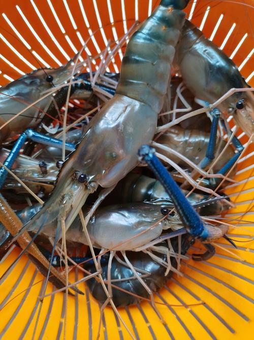 池塘养虾,哪个品种效益好?-第1张图片-宁夏农业信息网 池塘养虾,哪个品种效益好?-第1张图片-宁夏农业信息网