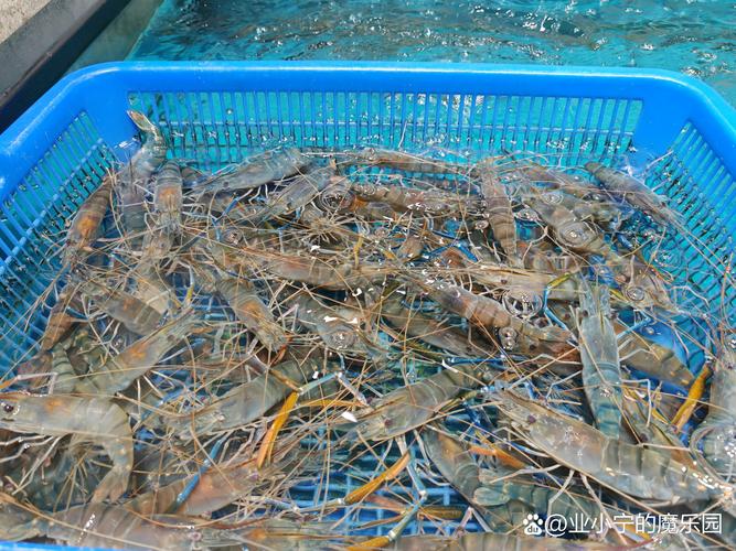 池塘养虾,哪个品种效益好?-第2张图片-宁夏农业信息网 池塘养虾,哪个品种效益好?-第2张图片-宁夏农业信息网