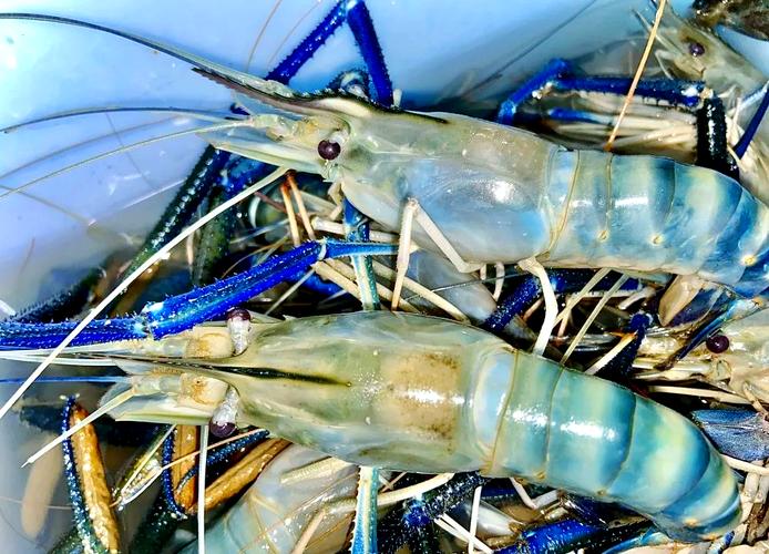 池塘养虾,哪个品种效益好?-第3张图片-宁夏农业信息网 池塘养虾,哪个品种效益好?-第3张图片-宁夏农业信息网