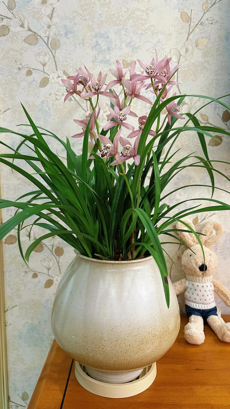 1万以上兰花品种图片，有哪些珍稀罕见？-第1张图片-宁夏农业信息网