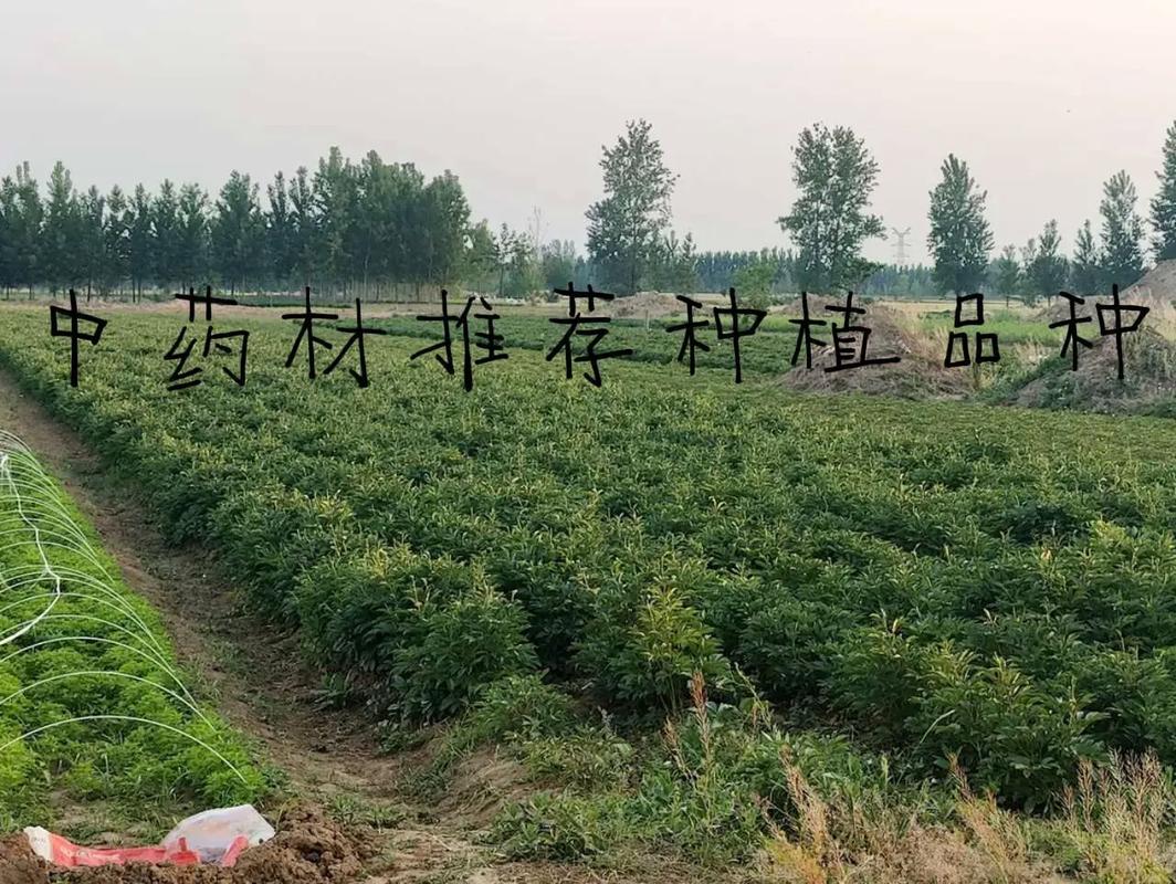 泸州药材种植有哪些主要品种及种植面积多大？-第1张图片-宁夏农业信息网