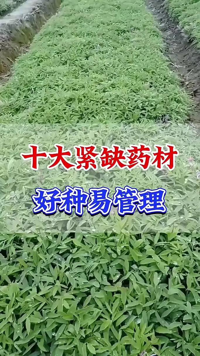 泸州药材种植有哪些主要品种及种植面积多大？-第2张图片-宁夏农业信息网