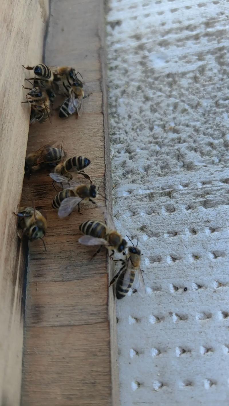 新疆蜜蜂是意蜂品种吗？-第1张图片-宁夏农业信息网