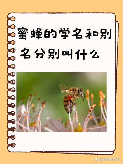 新疆蜜蜂是意蜂品种吗？-第2张图片-宁夏农业信息网