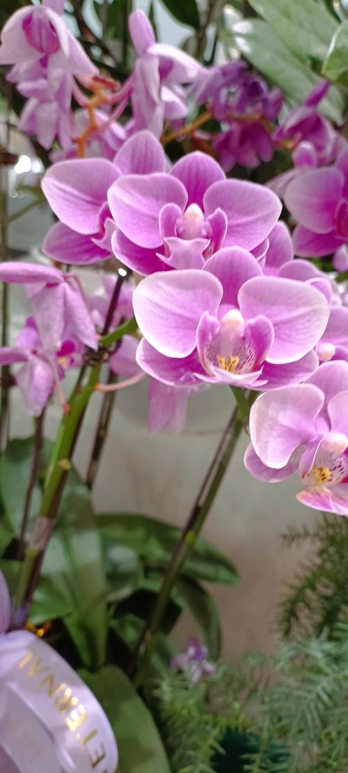 什么蝴蝶兰品种开花持久-第3张图片-宁夏农业信息网