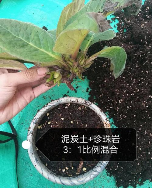 大岩桐怎么养?附图片方法看这里!-第2张图片-宁夏农业信息网 大岩桐怎么养?附图片方法看这里!-第2张图片-宁夏农业信息网