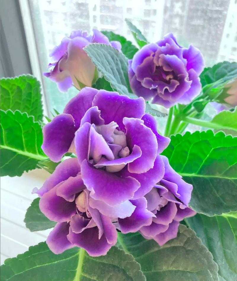 大岩桐怎么养?附图片方法看这里!-第3张图片-宁夏农业信息网 大岩桐怎么养?附图片方法看这里!-第3张图片-宁夏农业信息网