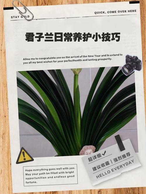 秋季君子兰日常养护方法-第1张图片-宁夏农业信息网