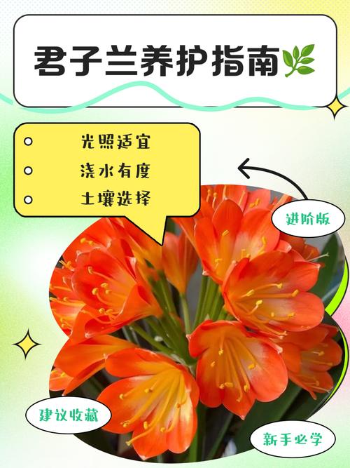 秋季君子兰日常养护方法-第2张图片-宁夏农业信息网