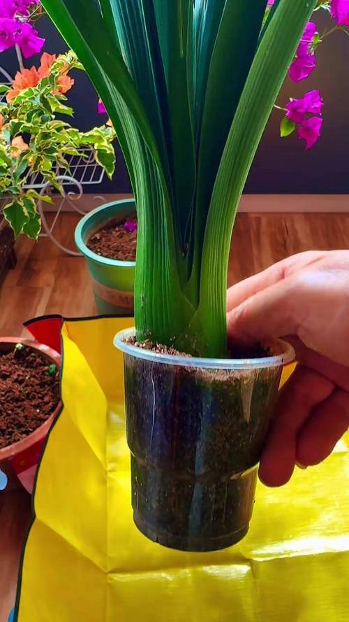 君子兰无根怎么种？直接栽土里能活吗？-第2张图片-宁夏农业信息网