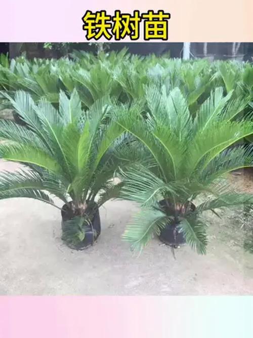 叶子短小的铁树是哪个品种？-第1张图片-宁夏农业信息网