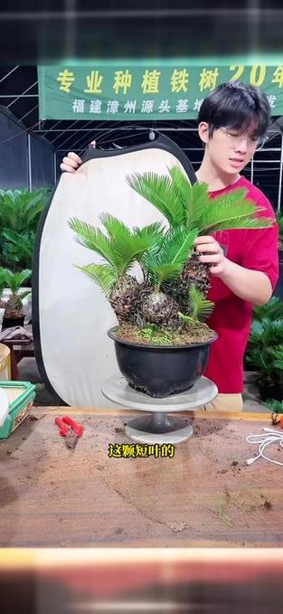 叶子短小的铁树是哪个品种？-第3张图片-宁夏农业信息网