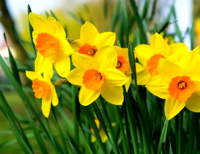 水仙花有哪些常见品种？-第2张图片-宁夏农业信息网