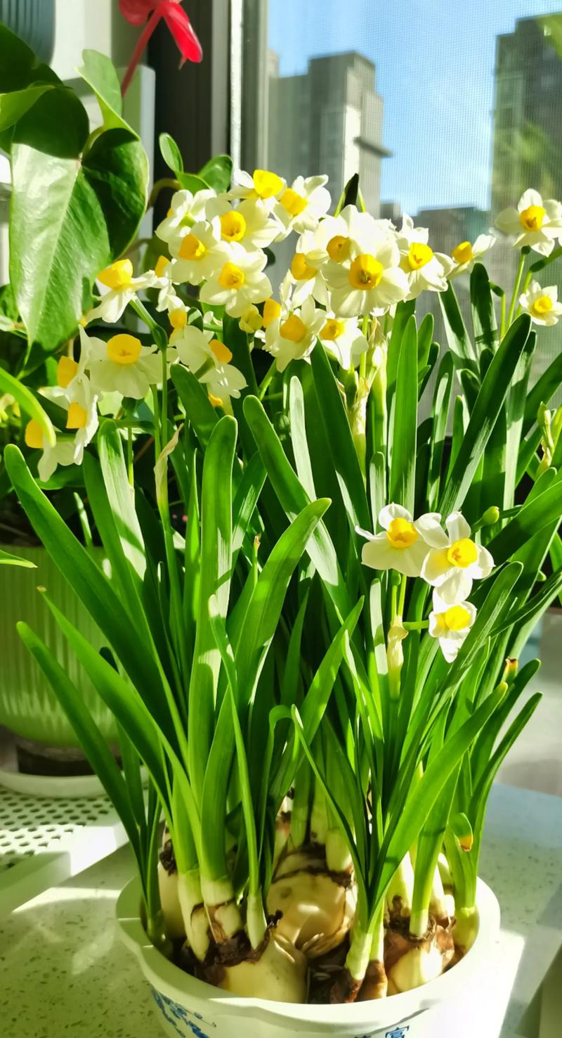 水仙花有哪些常见品种？-第1张图片-宁夏农业信息网