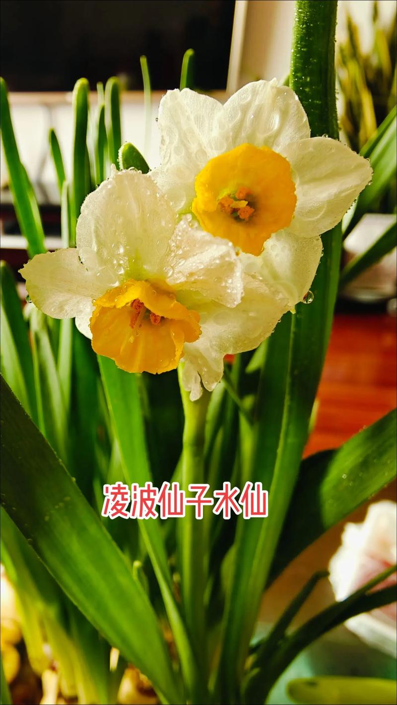 水仙花有哪些常见品种？-第3张图片-宁夏农业信息网