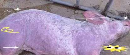 猪血如何育出虫子？-第1张图片-宁夏农业信息网