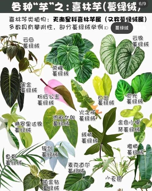 合果芋怎么养才茂盛?-第2张图片-宁夏农业信息网 合果芋怎么养才茂盛?-第2张图片-宁夏农业信息网