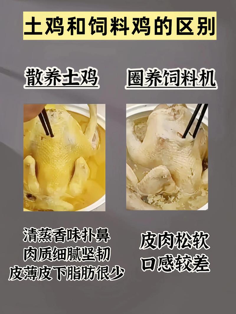 山鸡养殖技术与管理方法有哪些要点？-第2张图片-宁夏农业信息网