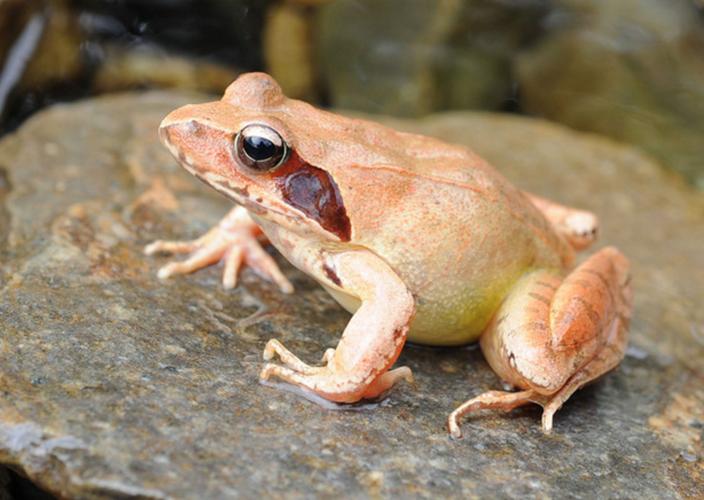 东北林蛙品种有哪些？附图片识别指南-第1张图片-宁夏农业信息网