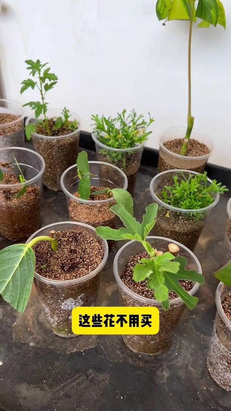 招财树怎么养？扦插能活吗？-第1张图片-宁夏农业信息网