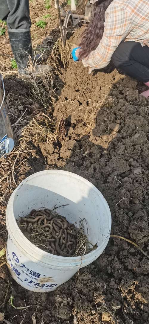 农村挖的蚯蚓是啥品种？-第1张图片-宁夏农业信息网