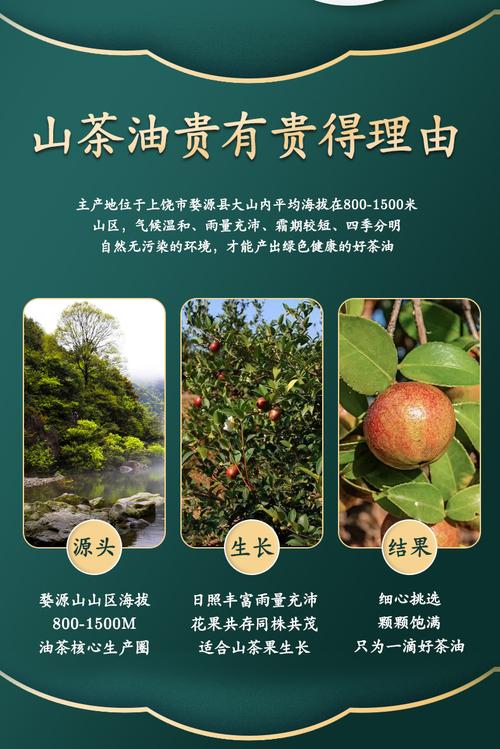 油茶品种有何不同？-第1张图片-宁夏农业信息网