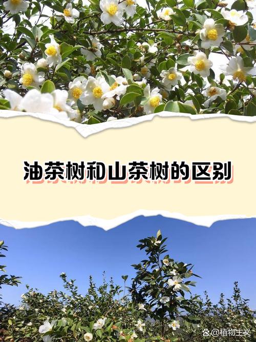 油茶品种有何不同？-第2张图片-宁夏农业信息网