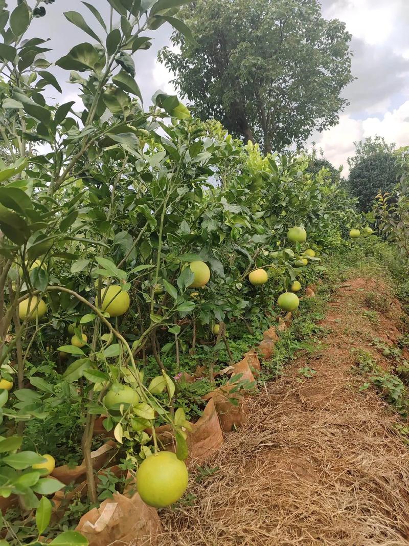 湖北适合种哪些柚子树品种？-第2张图片-宁夏农业信息网
