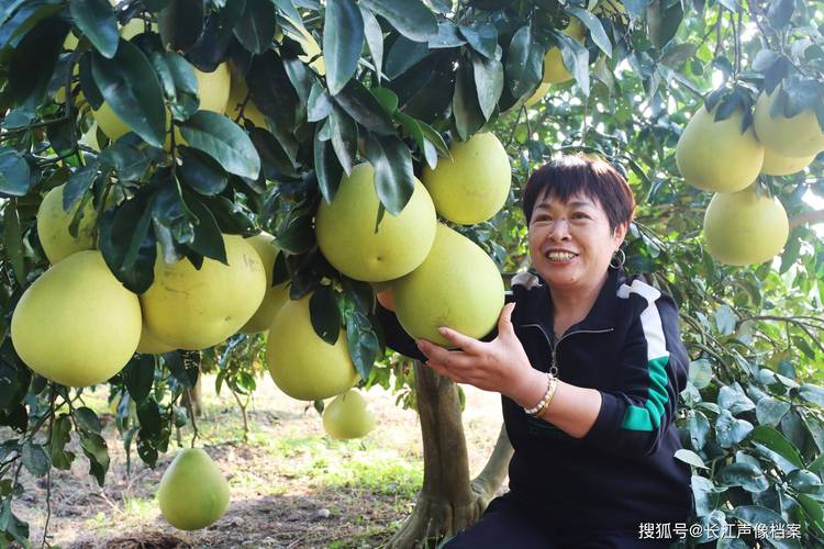 湖北适合种哪些柚子树品种？-第1张图片-宁夏农业信息网