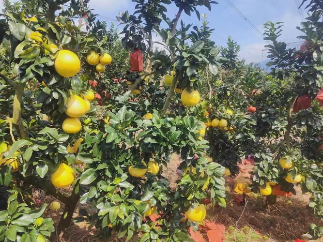 湖北适合种哪些柚子树品种？-第3张图片-宁夏农业信息网