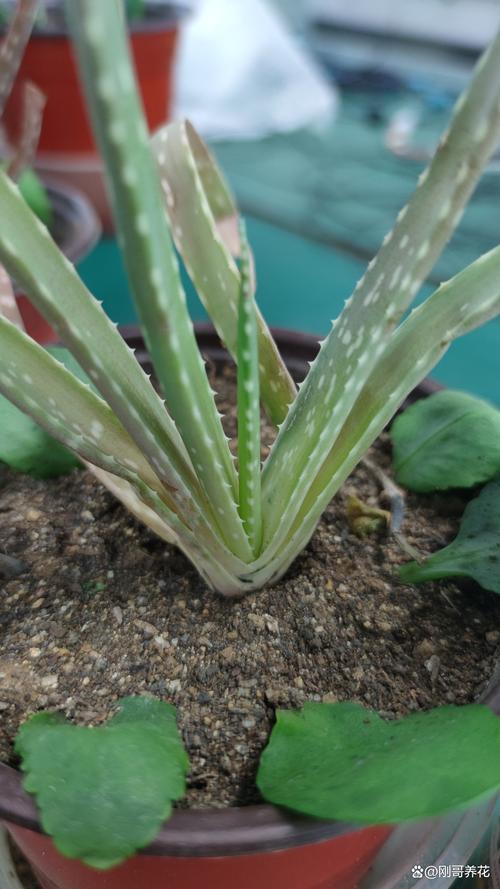 芦荟的品种图片大全配图-第1张图片-宁夏农业信息网 芦荟的品种图片大全配图-第1张图片-宁夏农业信息网