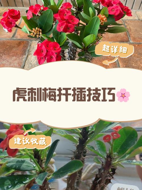 虎刺梅何时扦插？方法有哪些要点？-第1张图片-宁夏农业信息网