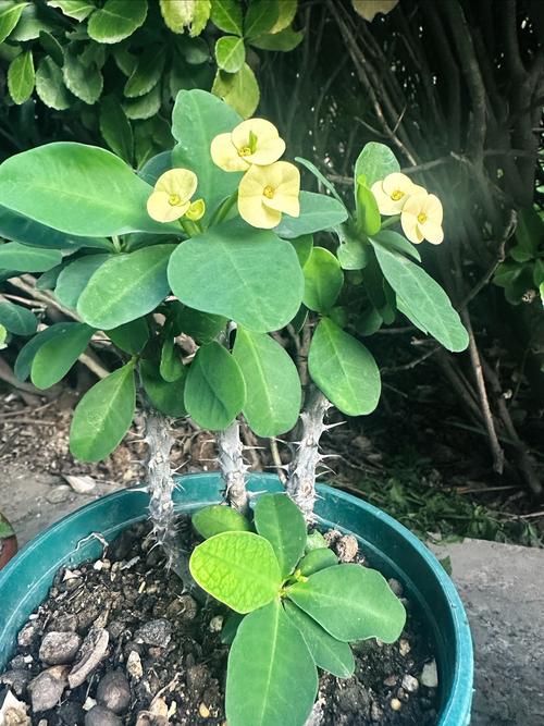 虎刺梅何时扦插？方法有哪些要点？-第2张图片-宁夏农业信息网